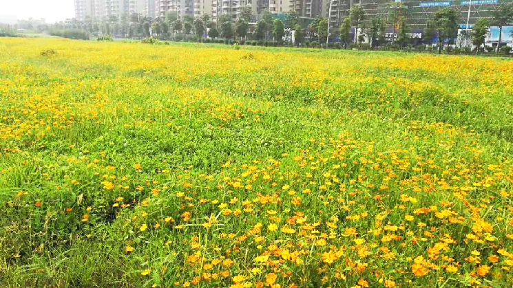 花海桂城-环岛南路以北E22街区地块绿化工程