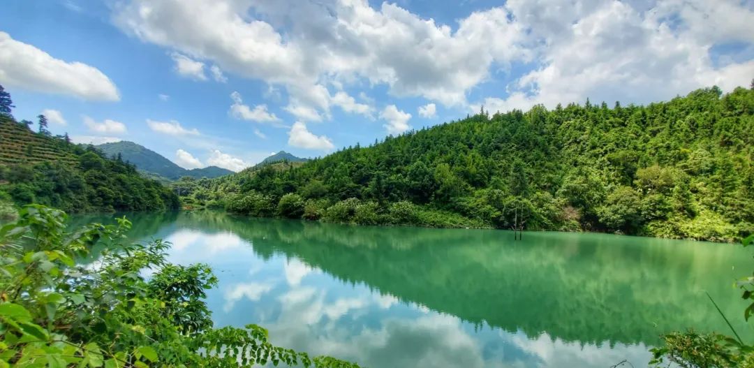 广东省德庆林场2021年更新造林工程项目
