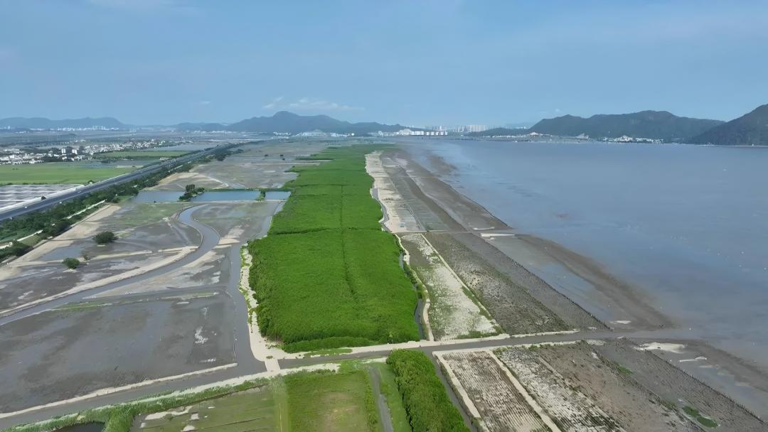 守护海上森林，解锁蓝碳价值——如春生态集团海丰红树林修复实践答卷